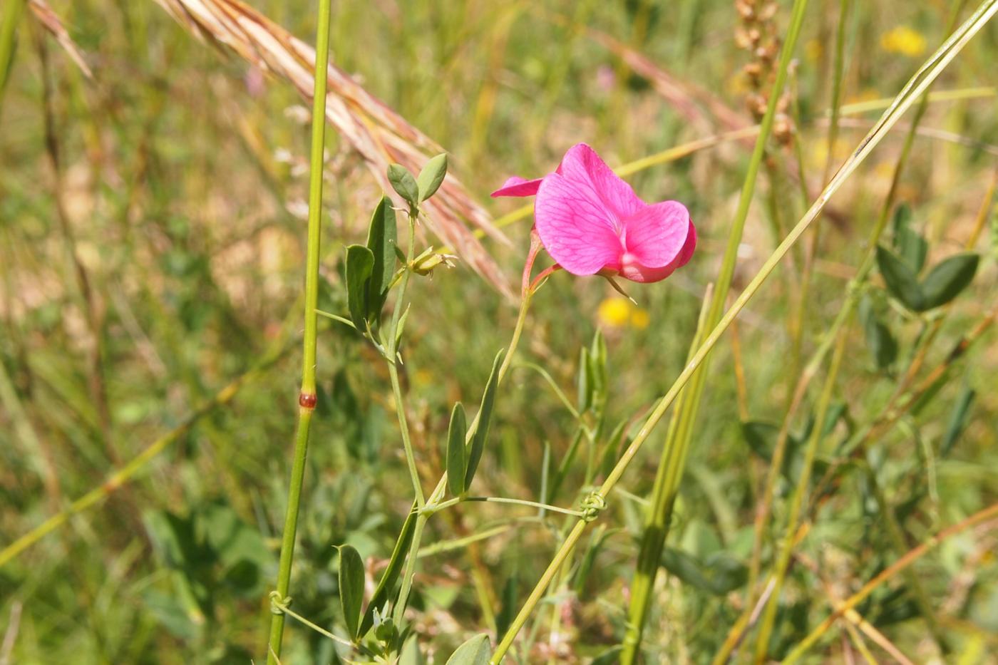 Pea, Tuberous plant